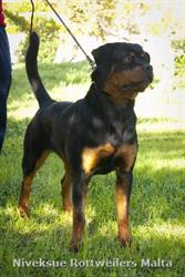 Female Rottweiler - Nivekrottweilers.com Rottweilers Malta