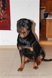 Sold Dogs - Nivekrottweilers.com Rottweilers Malta