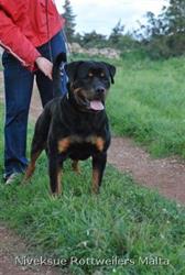 Sold Dogs - Nivekrottweilers.com Rottweilers Malta