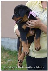 Sold Dogs - Nivekrottweilers.com Rottweilers Malta