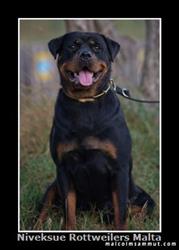 Female Rottweiler - Nivekrottweilers.com Rottweilers Malta