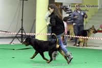 Sold Dogs - Nivekrottweilers.com Rottweilers Malta