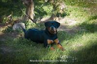 Sold Dogs - Nivekrottweilers.com Rottweilers Malta