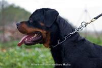 Young Male - Nivekrottweilers.com Rottweilers Malta