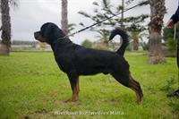 Young Male - Nivekrottweilers.com Rottweilers Malta