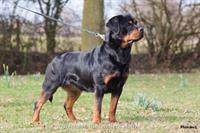 Sold Dogs - Nivekrottweilers.com Rottweilers Malta