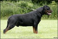 Stud Dogs - Nivekrottweilers.com Rottweilers Malta