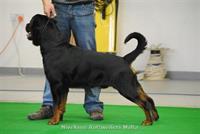 Sold Dogs - Nivekrottweilers.com Rottweilers Malta