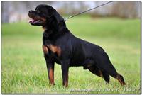 Stud Dogs - Nivekrottweilers.com Rottweilers Malta