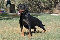 Female Rottweiler - Nivekrottweilers.com Rottweilers Malta