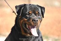 Male Rottweiler - Nivekrottweilers.com Rottweilers Malta