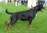 Female Rottweiler - Nivekrottweilers.com Rottweilers Malta
