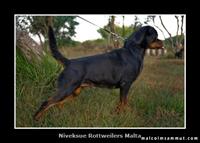 Sold Dogs - Nivekrottweilers.com Rottweilers Malta