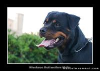 Female Rottweiler - Nivekrottweilers.com Rottweilers Malta