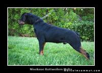 Sold Dogs - Nivekrottweilers.com Rottweilers Malta