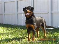 Sold Dogs - Nivekrottweilers.com Rottweilers Malta