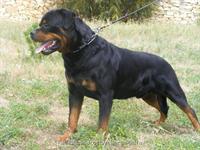 In Memory - Nivekrottweilers.com Rottweilers Malta