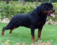 Stud Dogs - Nivekrottweilers.com Rottweilers Malta