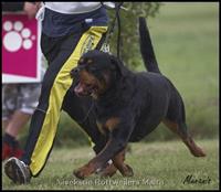 Stud Dogs - Nivekrottweilers.com Rottweilers Malta