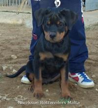 Sold Dogs - Nivekrottweilers.com Rottweilers Malta