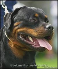 Male Rottweiler - Nivekrottweilers.com Rottweilers Malta