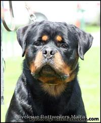Stud Dogs - Nivekrottweilers.com Rottweilers Malta